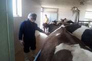 شناسایی و کشتار 6 راس گاو روستایی مبتلا به بیماری سل در شهرستان مبارکه